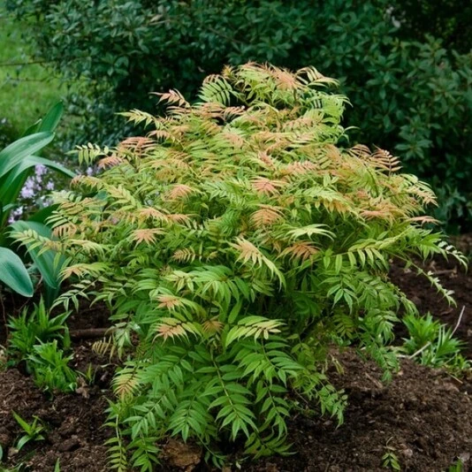 Рябинник рябинолистный "Сэм" Sorbaria sorbifolia 'Sem'