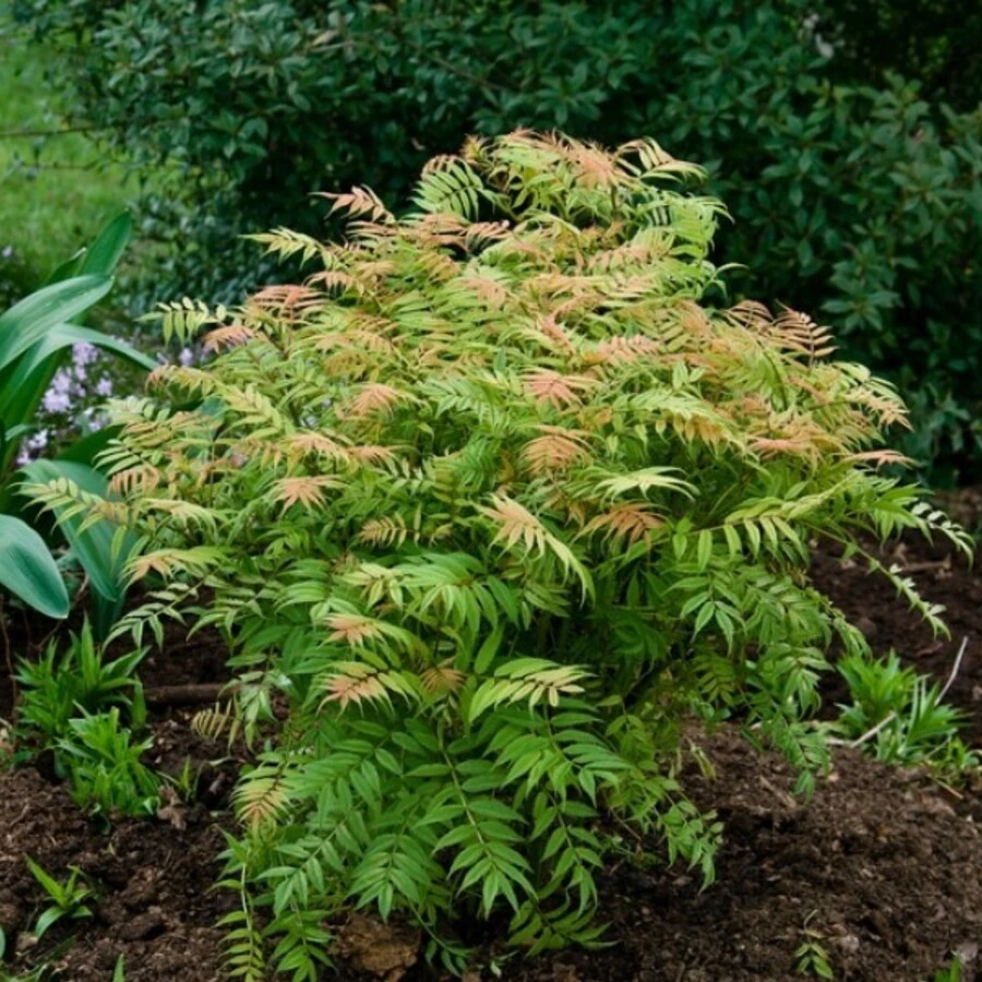 Рябинник рябинолистный "Сэм" Sorbaria sorbifolia 'Sem'