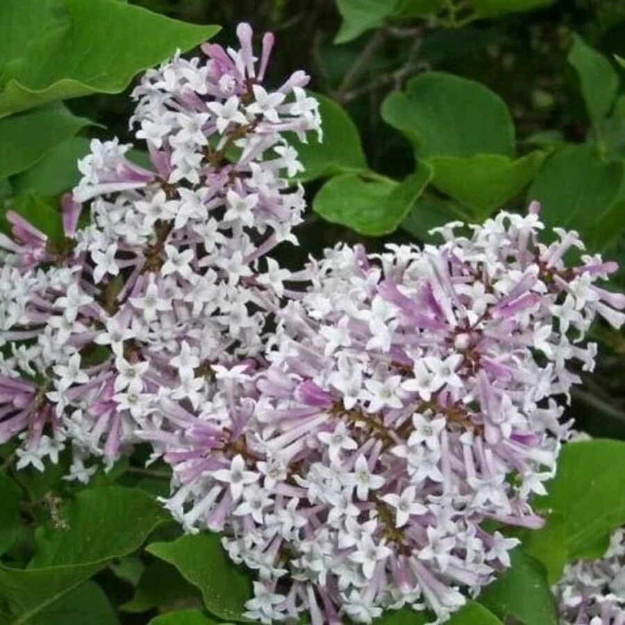 Сирень раскидистая "Мисс Ким" Syringa patula 'Miss Kim'