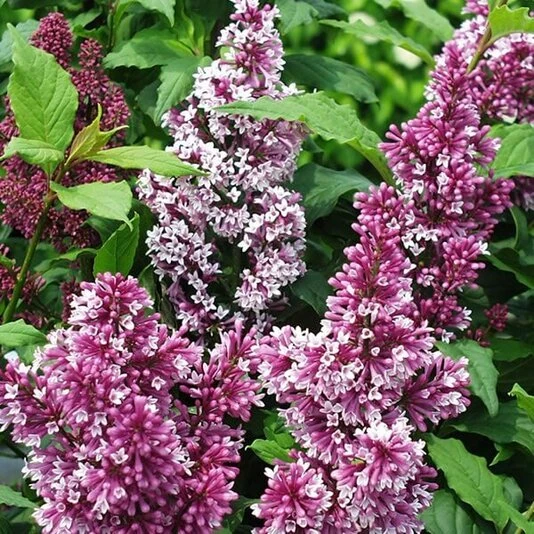 Сирень Престон "Элинор" Syringa x prestoniae 'Elinor'