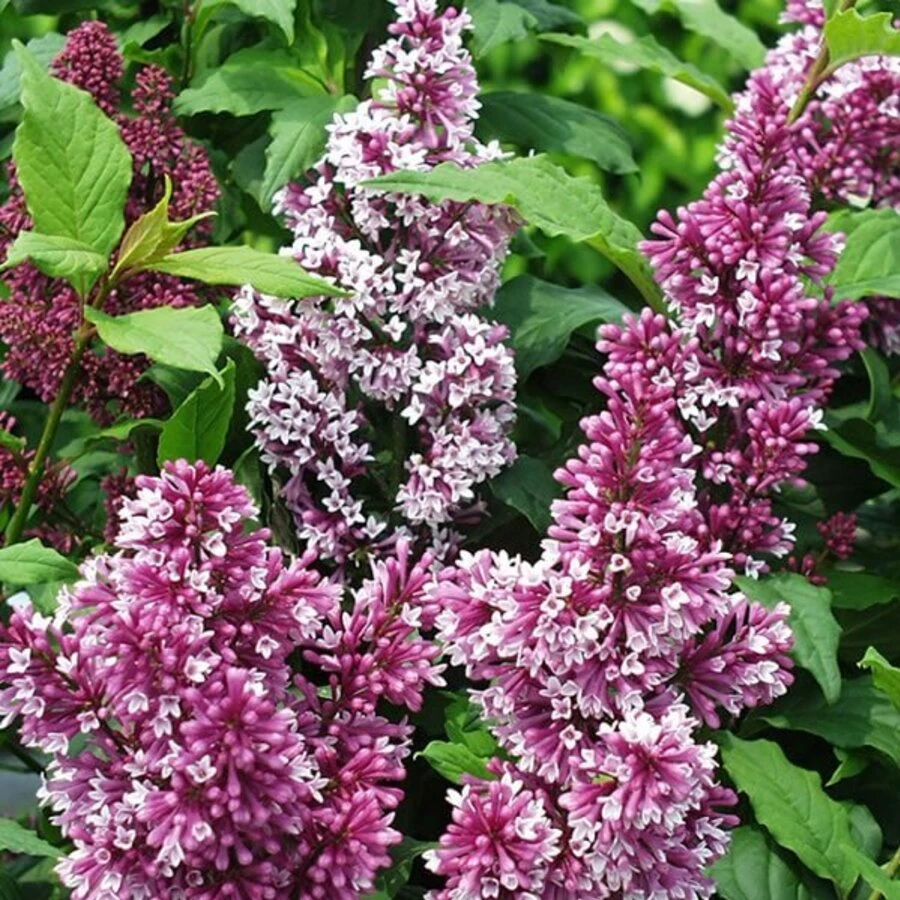 Сирень Престон "Элинор" Syringa x prestoniae 'Elinor'