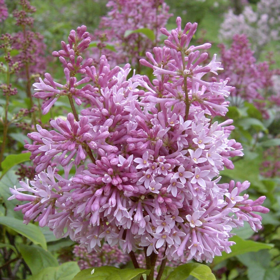 Сирень Престон "Хелен" Syringa x prestoniae 'Helene'