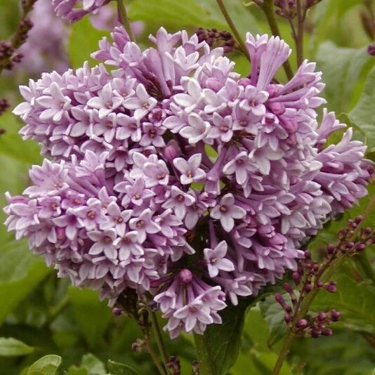 Сирень Престон "Роялти" Syringa x prestoniae 'Royalty'