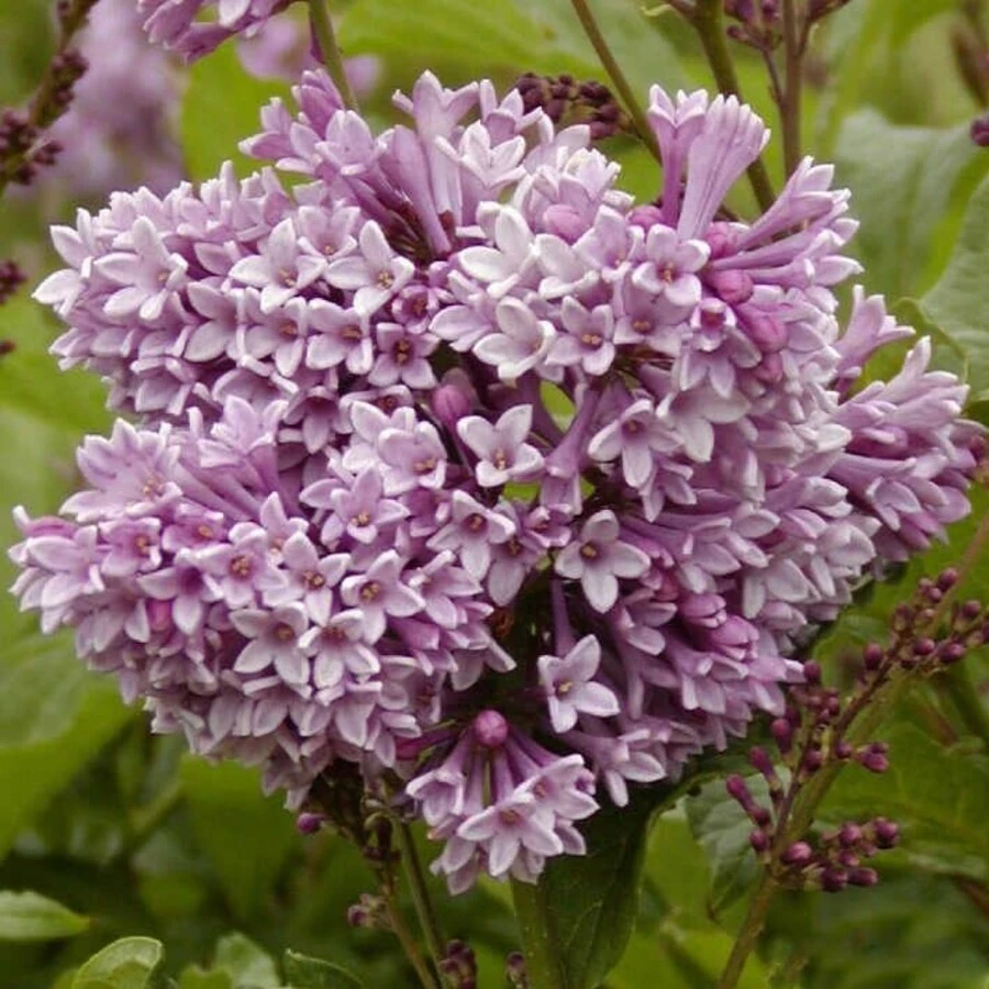Сирень Престон "Роялти" Syringa x prestoniae 'Royalty'