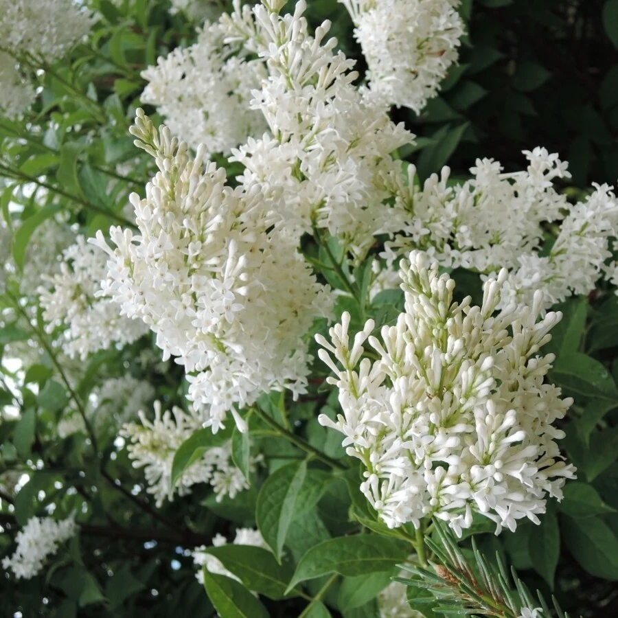 Сирень Престон "Агнесс Смит" Syringa x prestoniae 'Agness Smith'