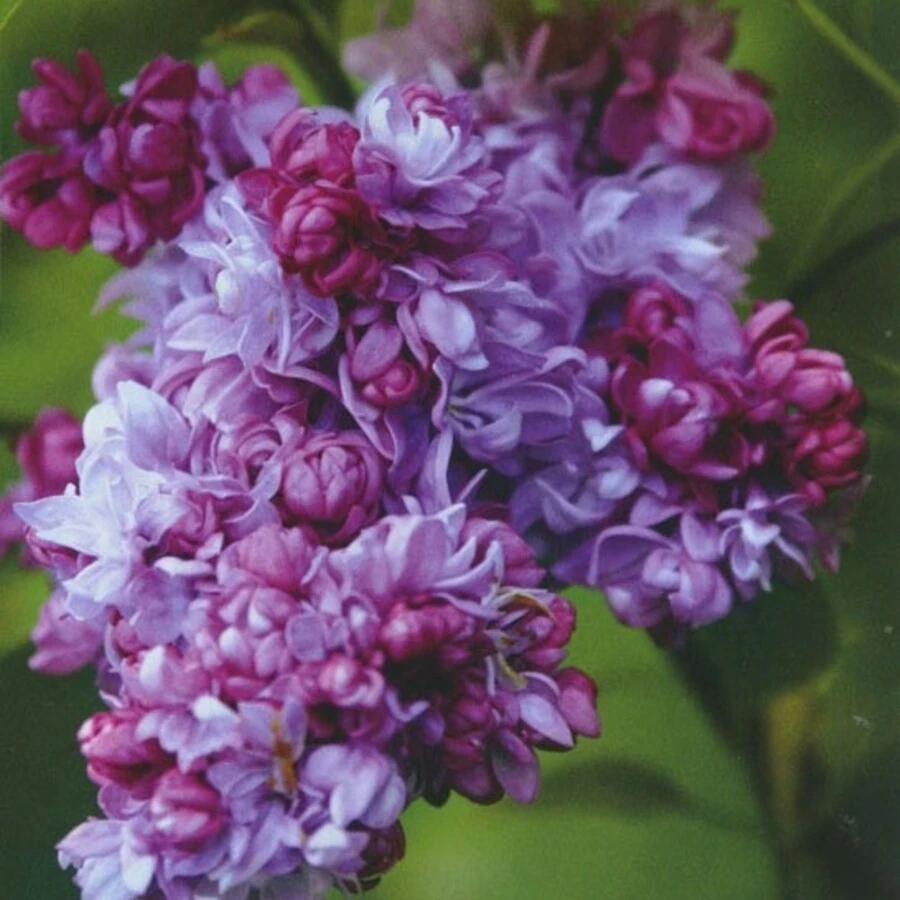 Сирень обыкновенная "Русская песня" Syringa vulgaris "Russkaja Pesnja"