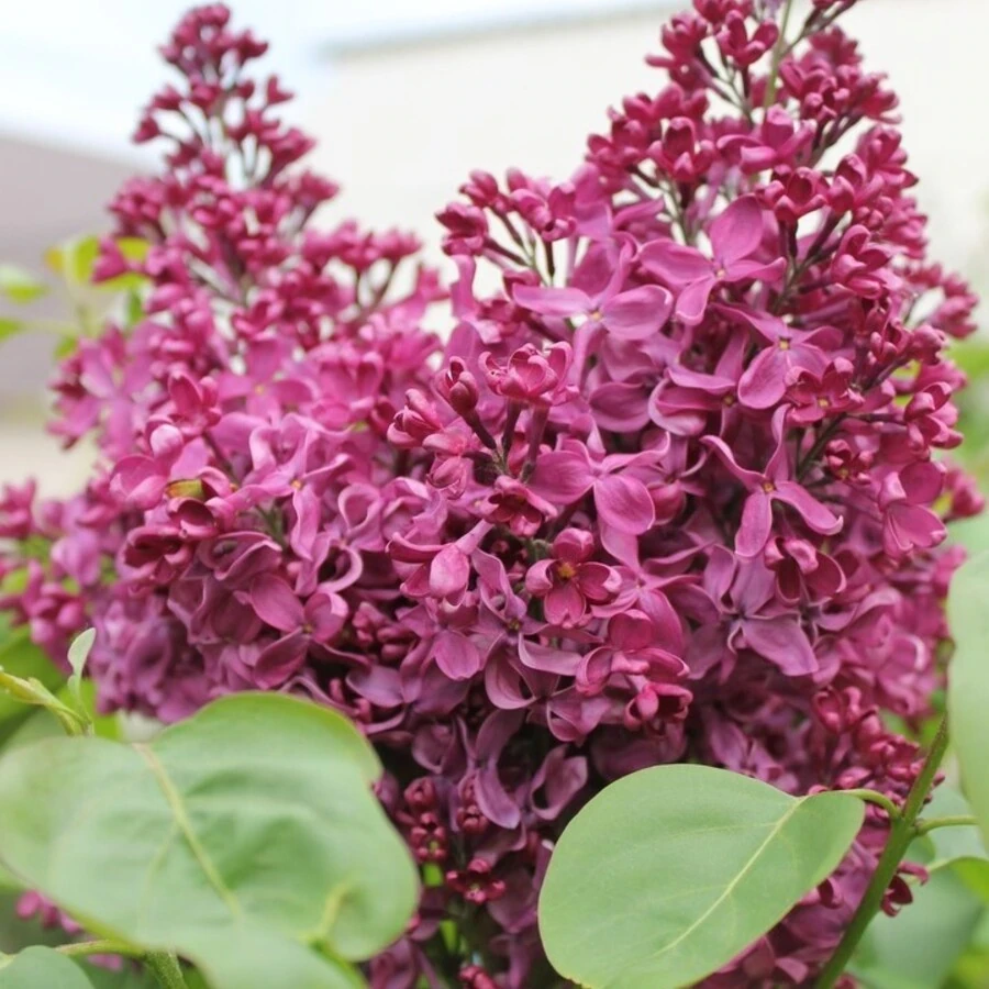 Сирень обыкновенная "Радж Капур" Syringa vulgaris "Radzh Kapur"