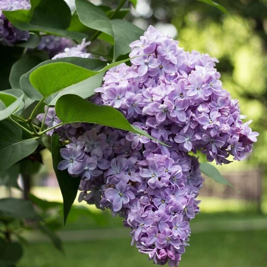 Сирень обыкновенная "Президент Греви" Syringa vulgaris 'President Grevy'