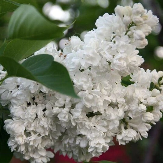 Сирень обыкновенная "Память о Колесникове" Syringa vulgaris "Pamyat o Kolesnikove"