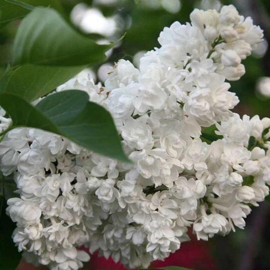 Сирень обыкновенная "Память о Колесникове" Syringa vulgaris "Pamyat o Kolesnikove"