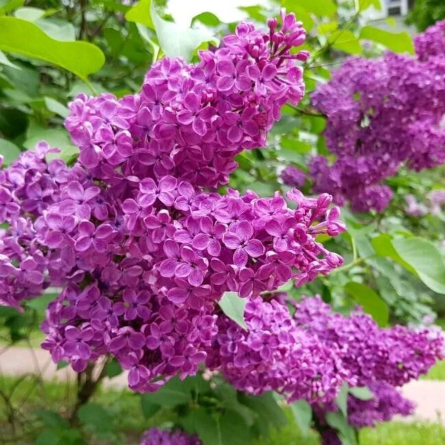 Сирень обыкновенная "Павлинка" Syringa vulgaris "Pavlinka"