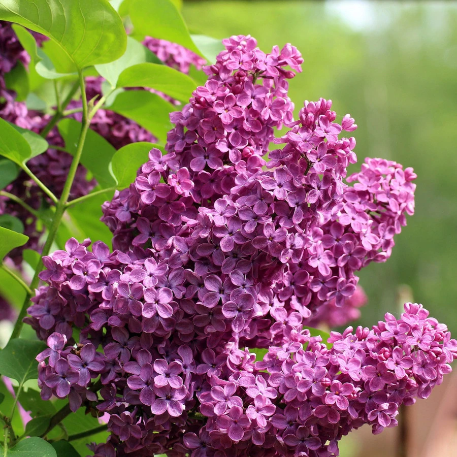 Сирень обыкновенная "Оля" Syringa vulgaris "Olja"