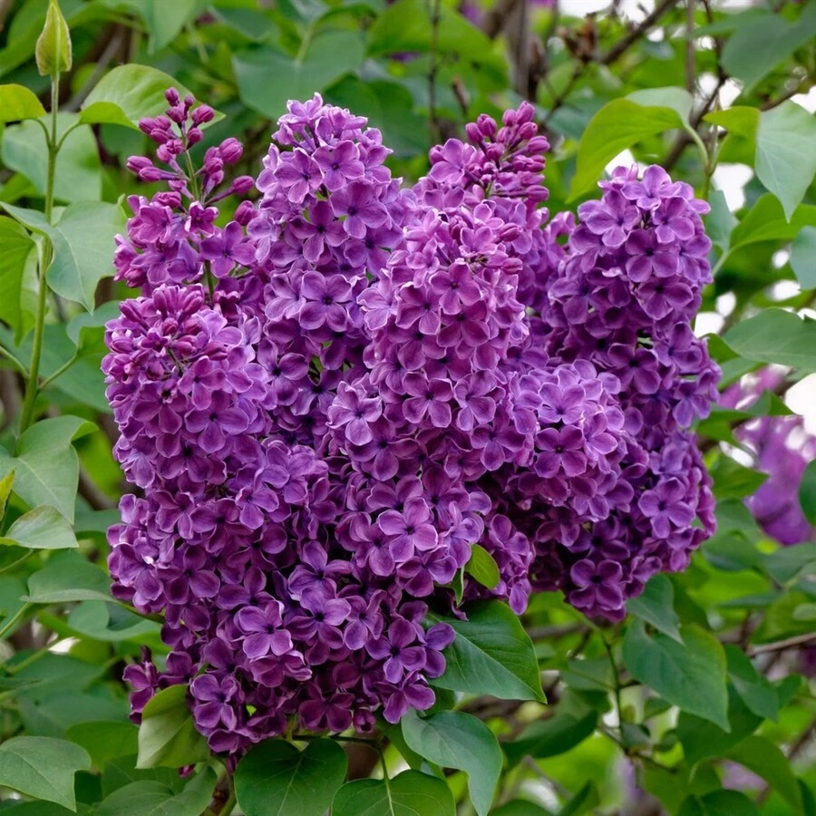 Сирень обыкновенная "Огни Донбасса" Syringa vulgaris " Ogni Donbassa"