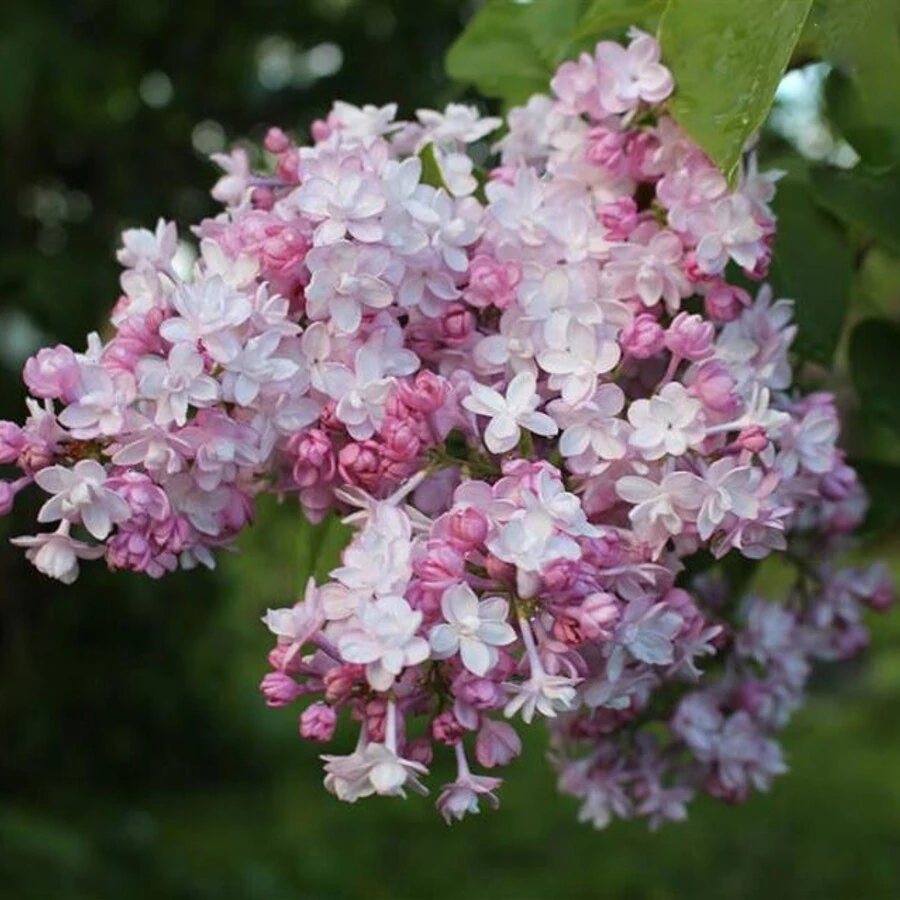 Сирень обыкновенная "Нина" Syringa vulgaris "Nina"