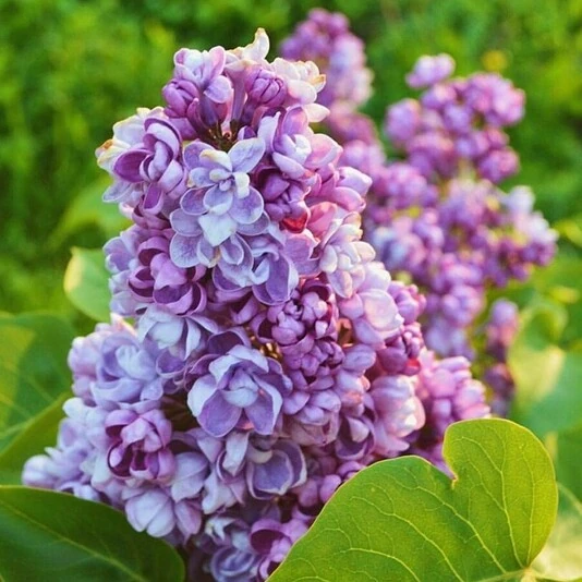 Сирень обыкновенная "Надежда" Syringa vulgaris 'Nadezhda'