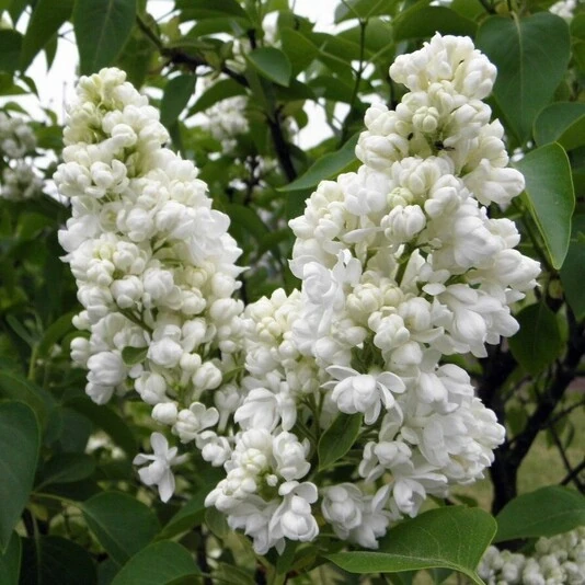 Сирень обыкновенная "Моник Лемуан" Syringa vulgaris "Monigue Lemoine"