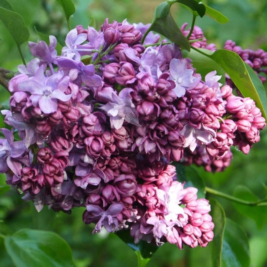 Сирень обыкновенная "Маршал Малиновский" Syringa vulgaris " Marshal Malinovskij"