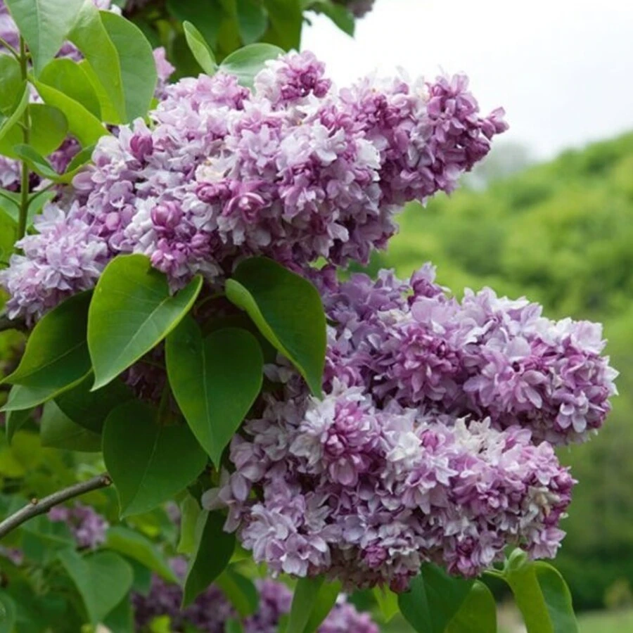 Сирень обыкновенная "Катерина Хавемейер" Syringa vulgaris 'Katherine Havemeyer'