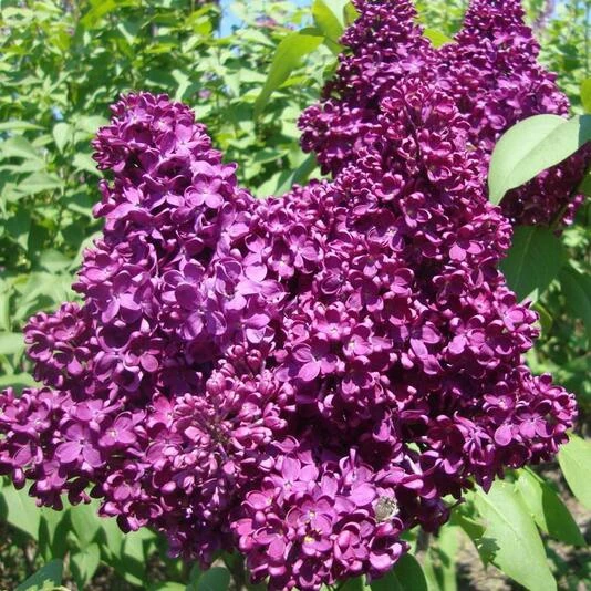 Сирень обыкновенная "Индия" Syringa vulgaris 'Indiya'