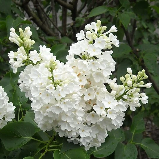 Сирень обыкновенная "Жанна Д'Арк" Syringa vulgaris 'Jeanne D'Arc'