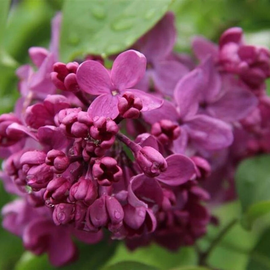 Сирень обыкновенная "День Победы" Syringa vulgaris "Den Pobedy"