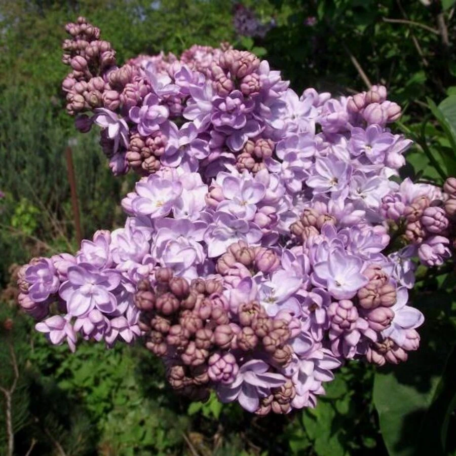 Сирень обыкновенная "Вечерняя Москва" Syringa vulgaris "Vechernaja Moskva"