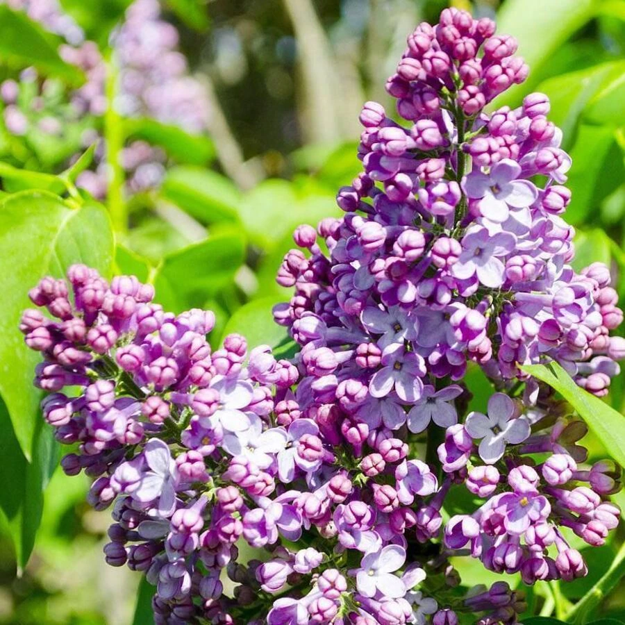 Сирень обыкновенная "Бель де Ненси" Syringa vulgaris 'Belle de Nancy'