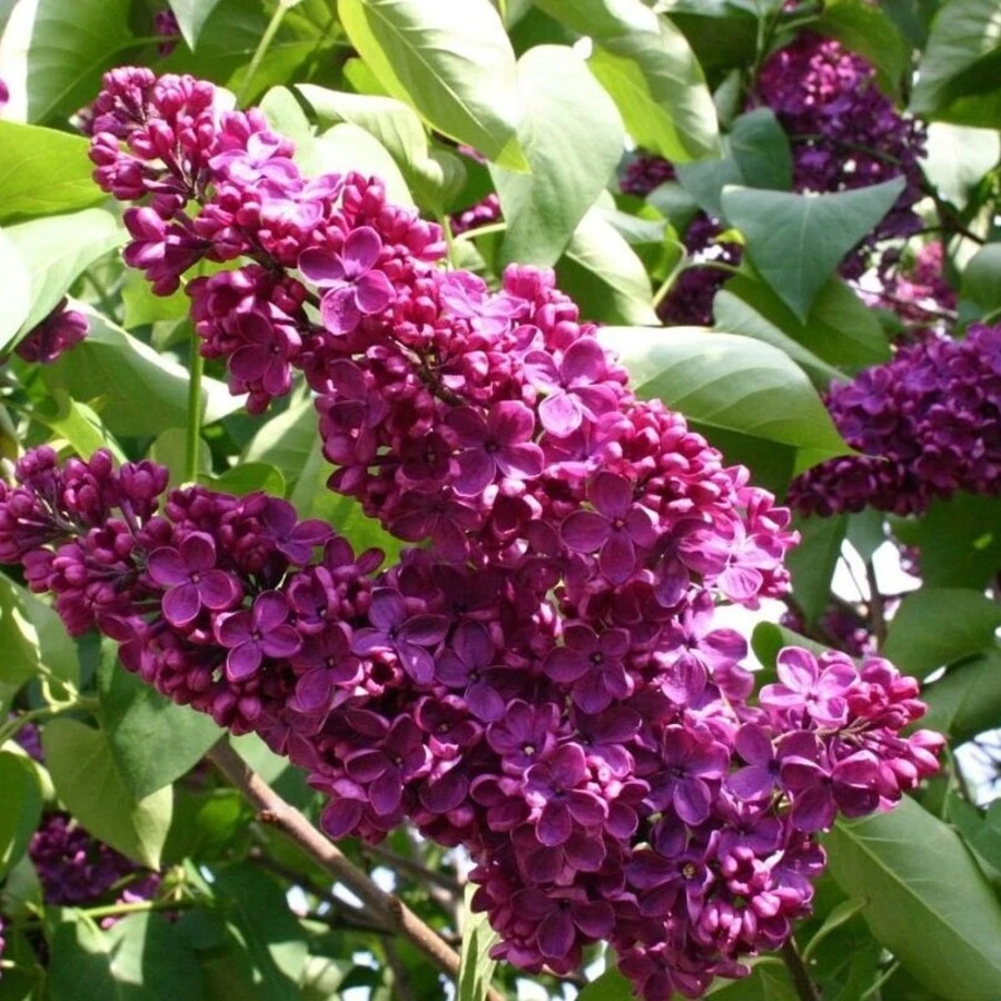 Сирень обыкновенная "Андекен ан Людвиг Шпет" Syringa vulgaris 'Andeken an Ludwig Spath'