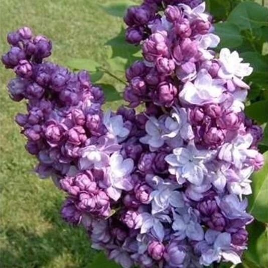 Сирень обыкновенная "Адмирал Кузнецов" Syringa vulgaris "Admiral Kuznetsov"
