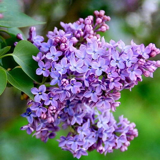 Сирень обыкновенная Syringa vulgaris
