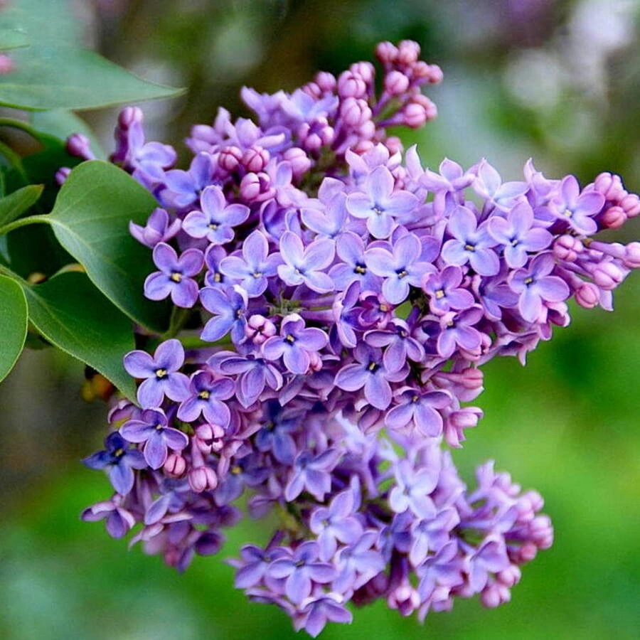 Сирень обыкновенная Syringa vulgaris
