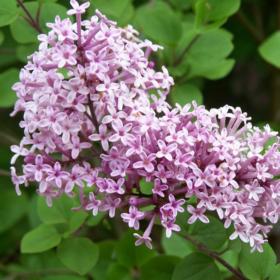 Сирень Мейера "Палибин" Syringa meyeri 'Palibin'