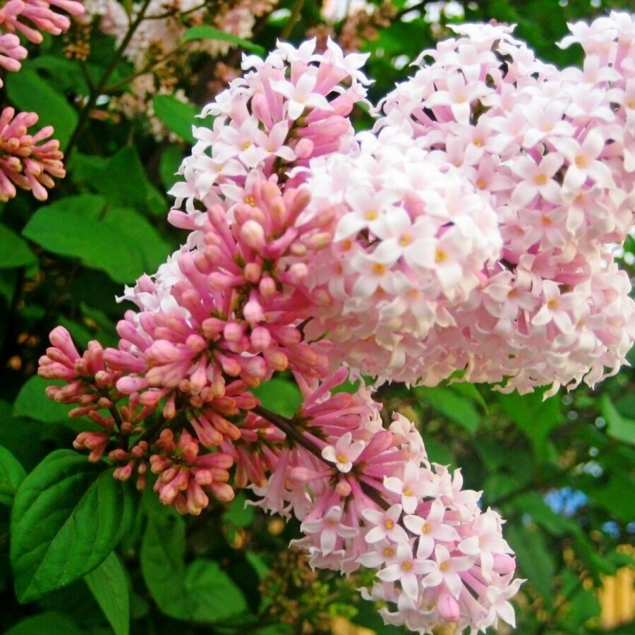Сирень жозифлекса "Кальпурния" Syringa x josiflexa "Calpurnia"