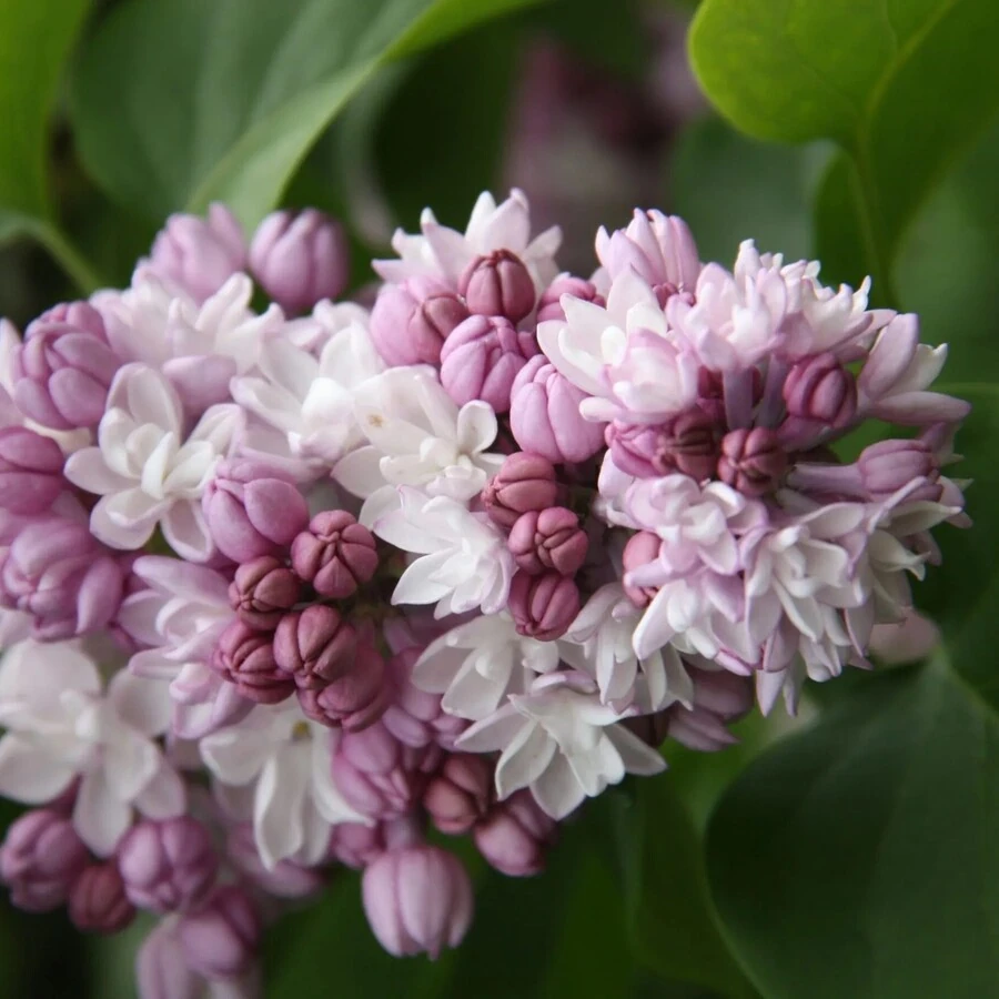 Сирень гиацинтоцветная "Фэнтези" Syringa x hyacinthiflora "Fantasy"