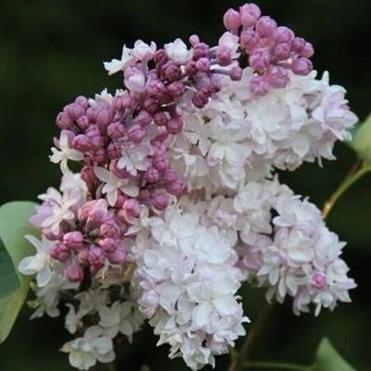 Сирень гиацинтоцветная "Свитхарт" Syringa x hyacinthiflora 'Sweetheart'