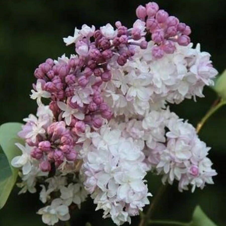 Сирень гиацинтоцветная "Свитхарт" Syringa x hyacinthiflora 'Sweetheart'