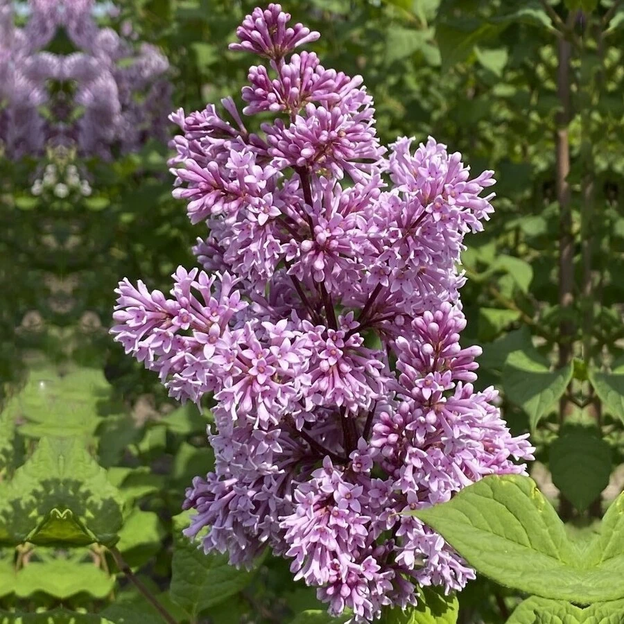 Сирень венгерская Syringa josikaea