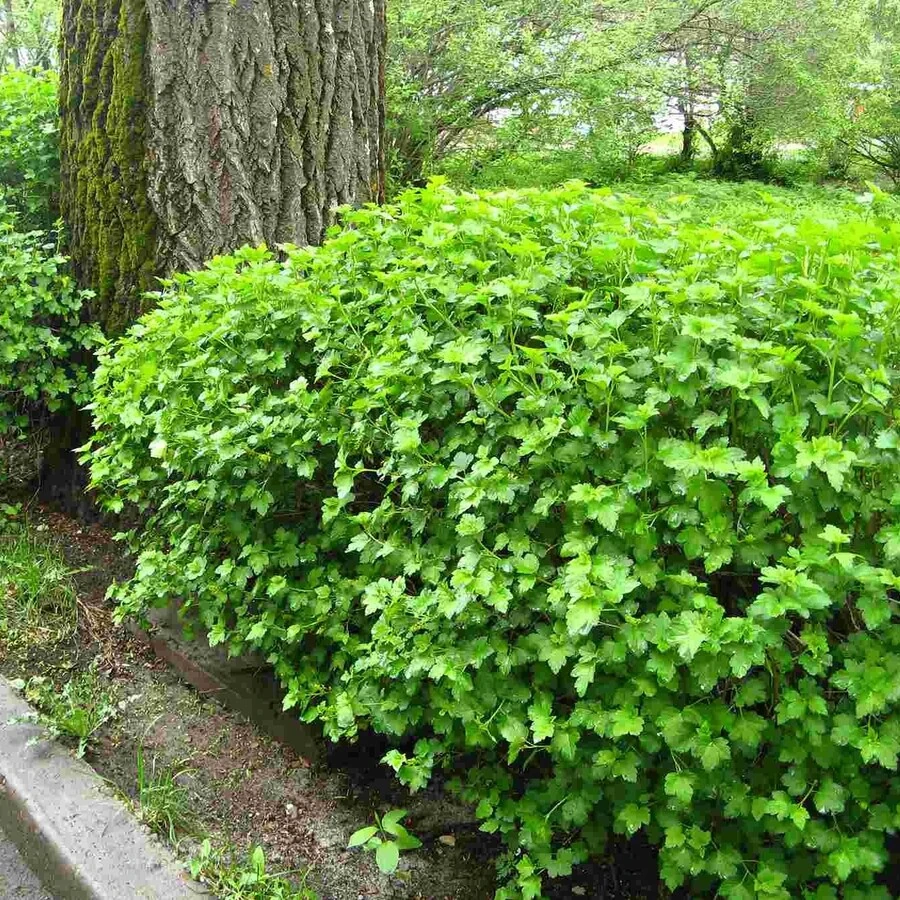 Смородина альпийская "Шмидт" Ribes alpinum 'Schmidt'