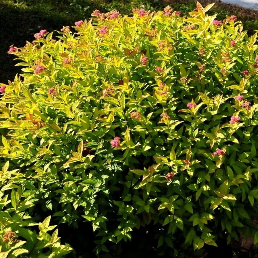 Спирея японская "Файерлайт" Spiraea japonica 'Firelight'