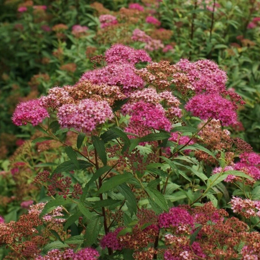 Спирея японская "Неон Флеш" Spiraea japonica 'Neon Flash'
