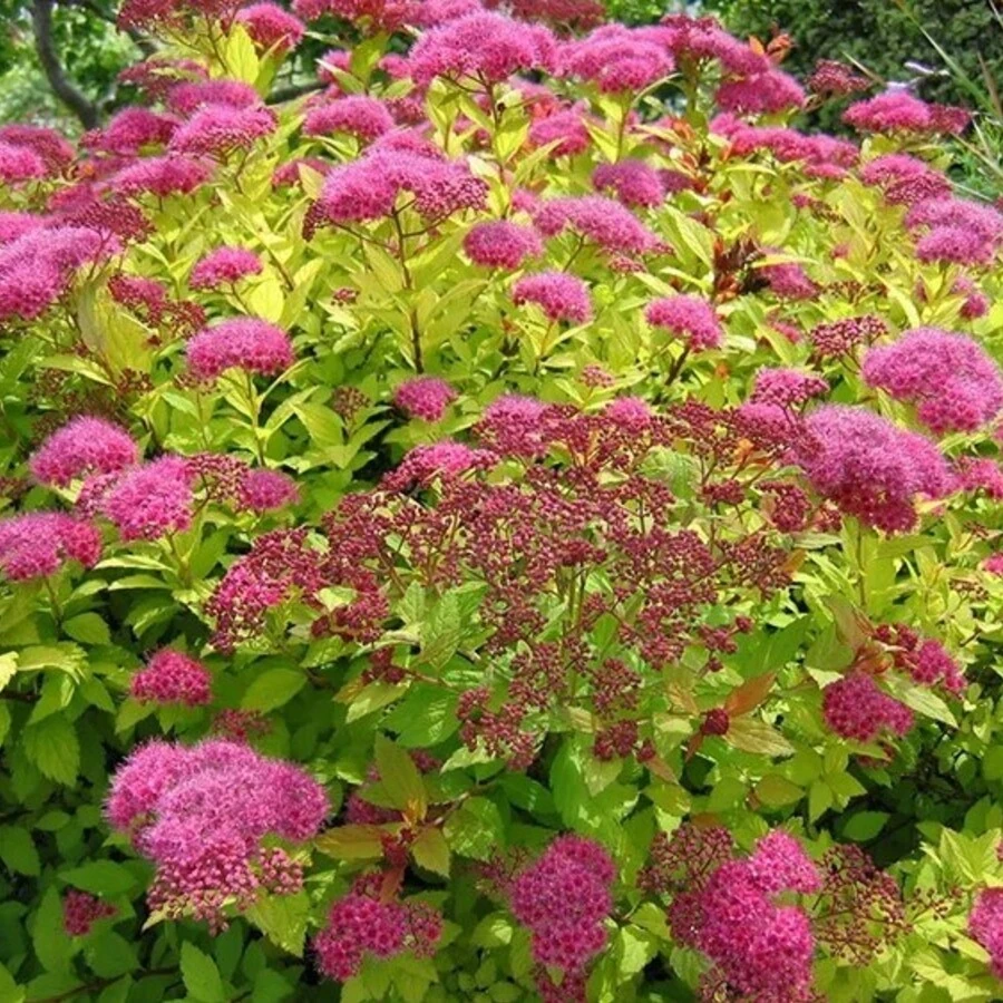 Спирея японская "Манон" Spiraea japonica 'Manon'
