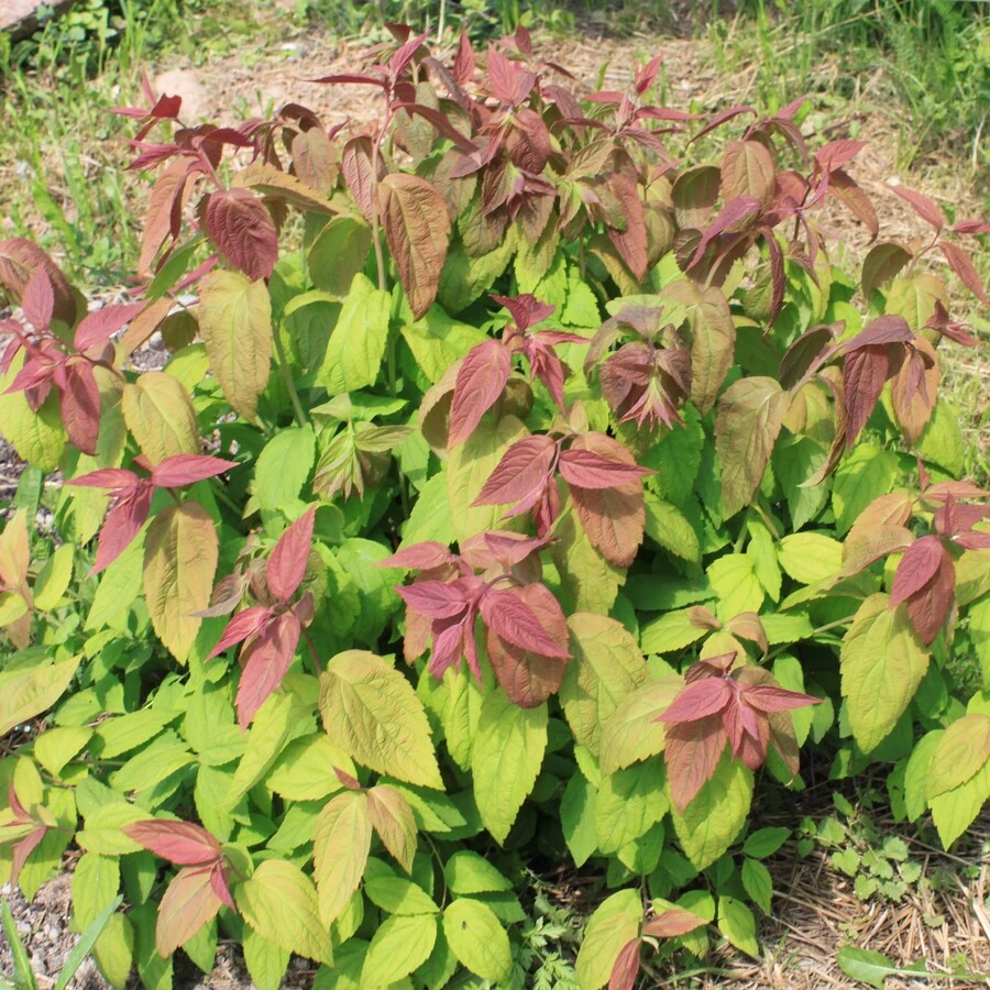 Спирея японская "Макрофилла" Spiraea japonica 'Macrophylla'
