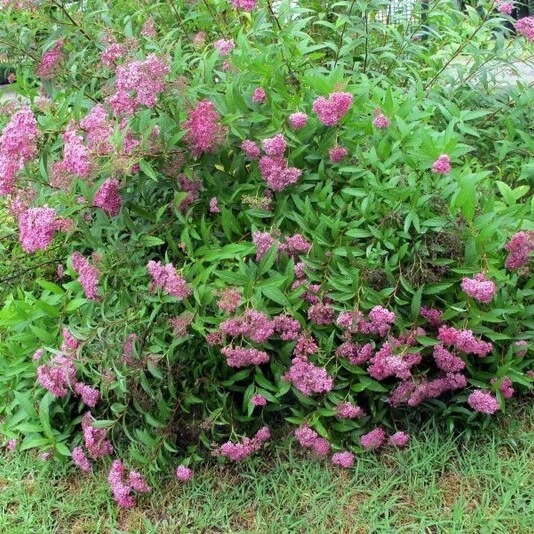 Спирея японская "Магнум Роуз" Spiraea japonica 'Magnum Rosa'