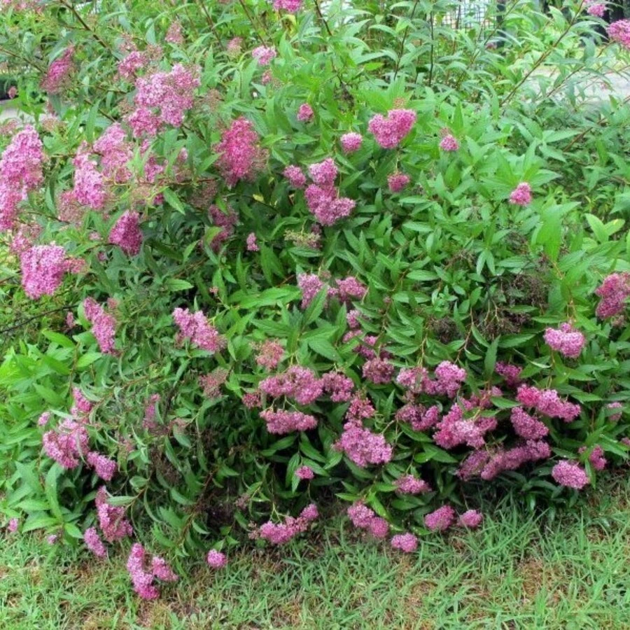 Спирея японская "Магнум Роуз" Spiraea japonica 'Magnum Rosa'