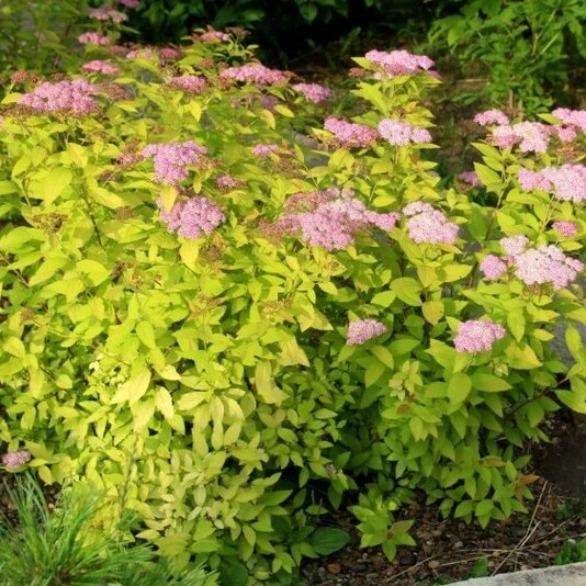 Спирея японская "Литтл Принцесс" Spiraea japonica 'Little Princess'