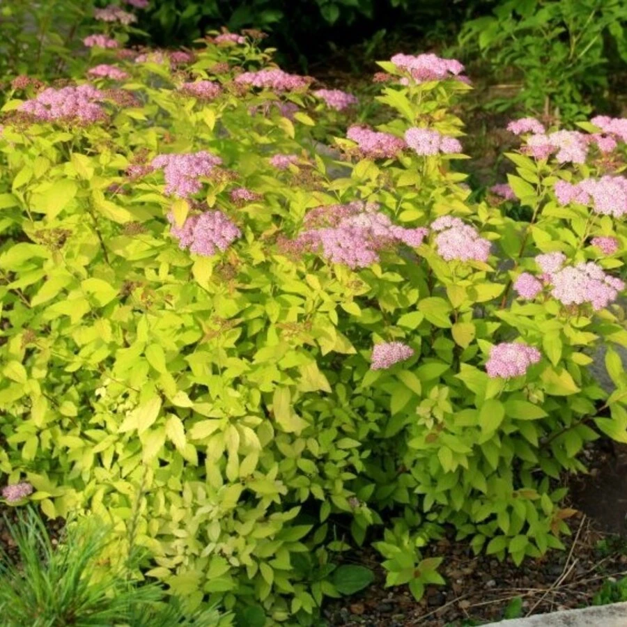 Спирея японская "Литтл Принцесс" Spiraea japonica 'Little Princess'
