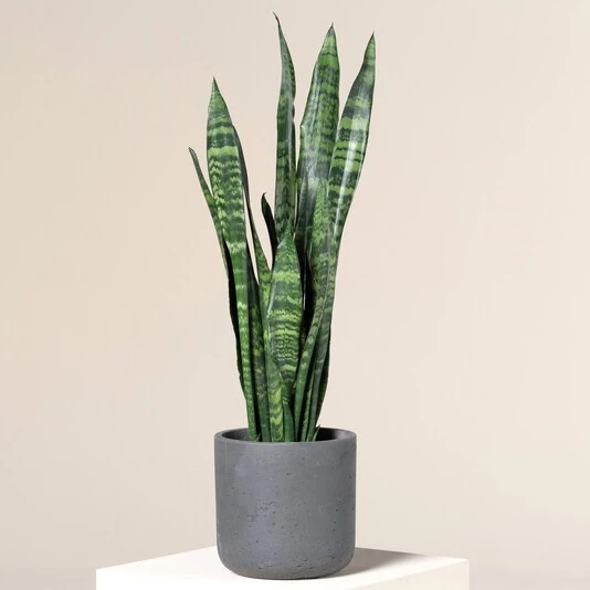 Сансевиерия Блэк Корал Sansevieria Black Coral