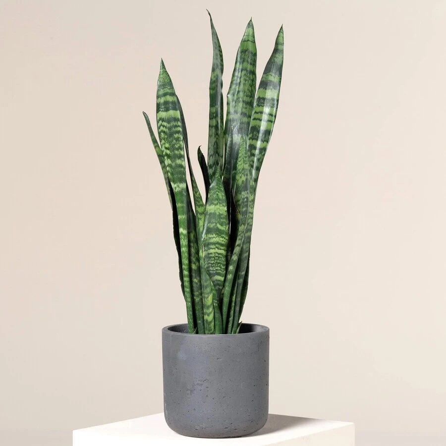 Сансевиерия Блэк Корал Sansevieria Black Coral
