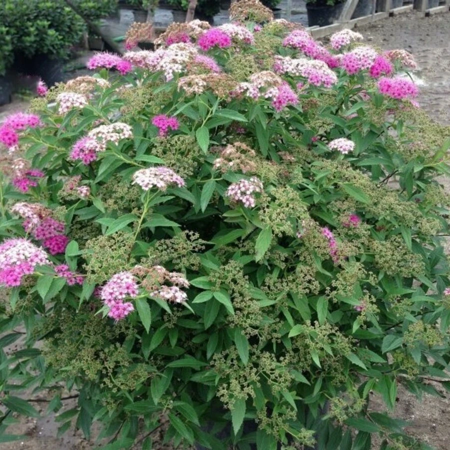 Спирея японская "Дженпей" Spiraea japonica 'Genpei'