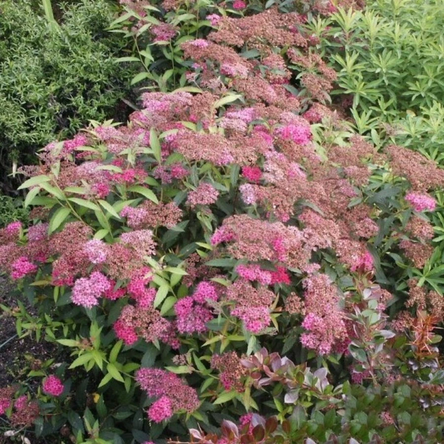 Спирея японская "Дарт'с Ред" Spiraea japonica 'Dart's Red'